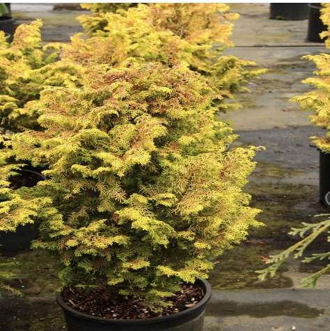 Melody Hinoki Falsecypress 3-5G