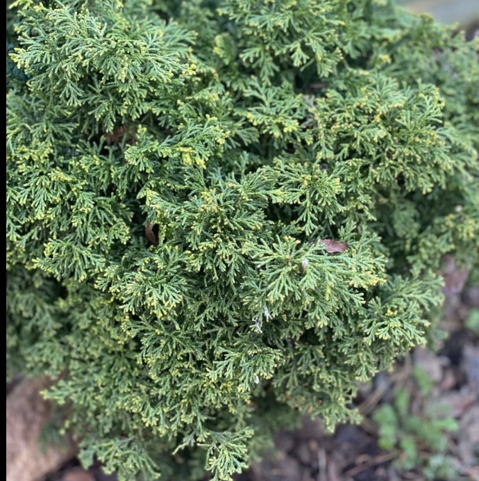 Mariesii Hinoki Falsecypress 5G