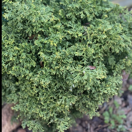 Mariesii Hinoki Falsecypress 5G