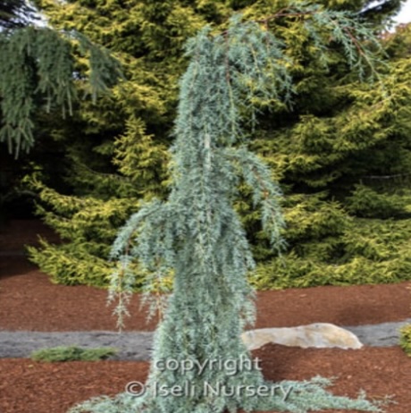 Raywood Weeping Arizona Cypress 7'