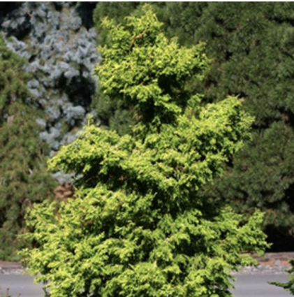 Sunny Swirl Hinoki Falsecypress 5G
