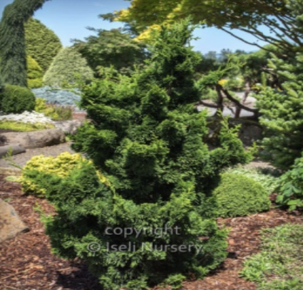 Thoweil Hinoki Falsecypress 5G