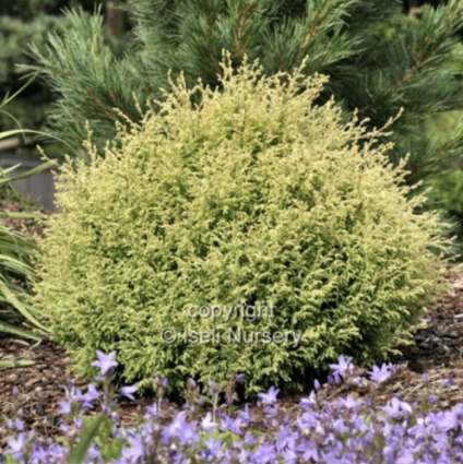 Cream Ball Falsecypress 3G