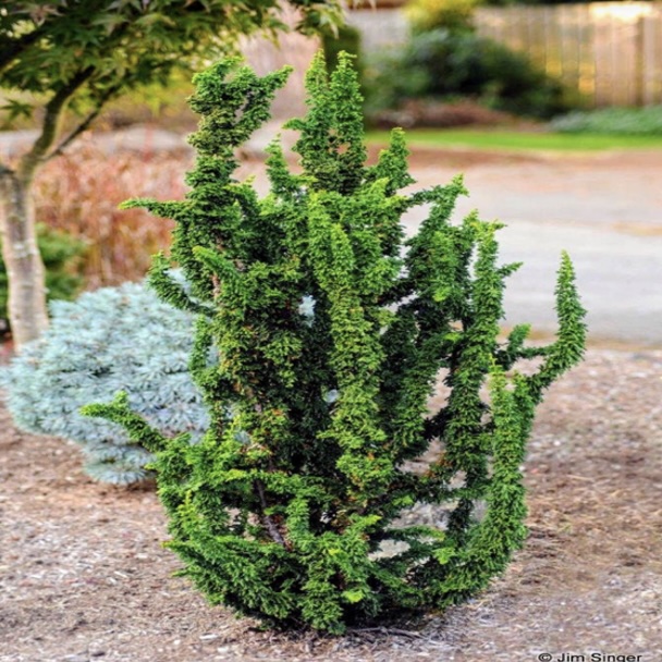 Chirimen Falsecypress 1G