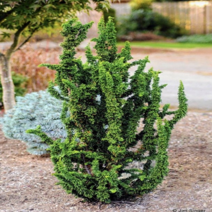 Chirimen Falsecypress 1G
