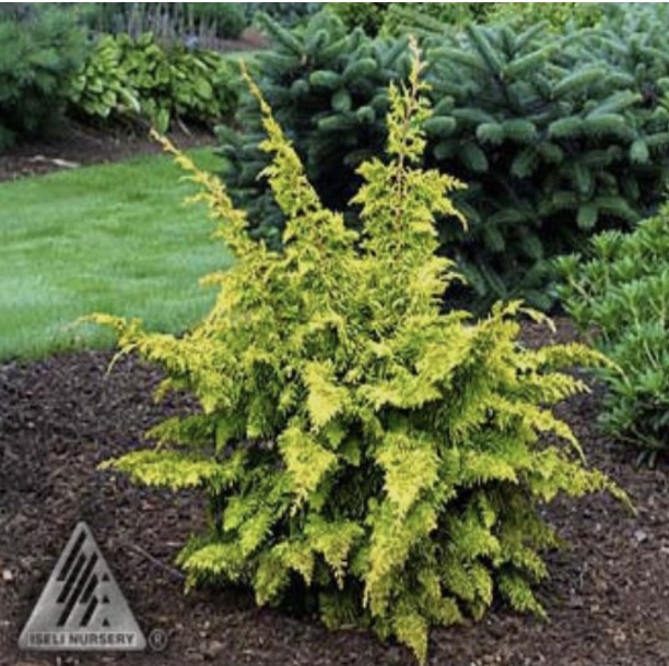 Fernspray Gold Hinoki Falsecypress 6-7G