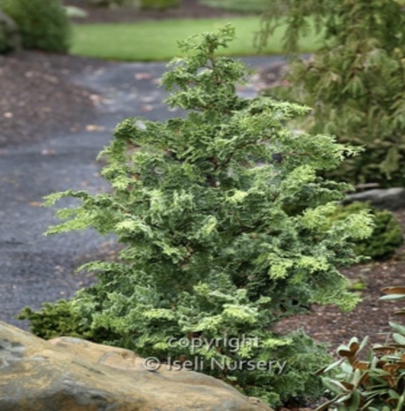 Gimborn Beauty Falsecypress 3-5G