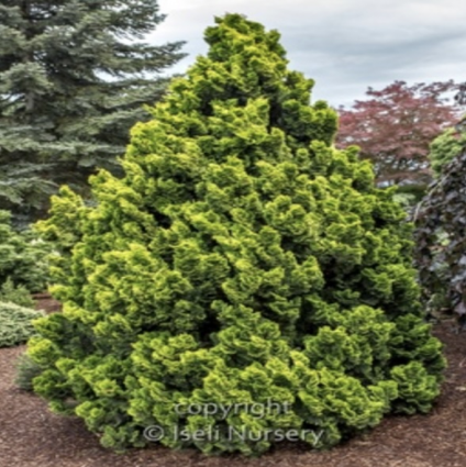 Nana Lutea Hinoki Falsecypress 15G