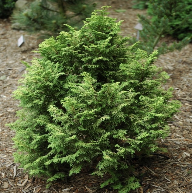 Melody Falsecypress 6-7G