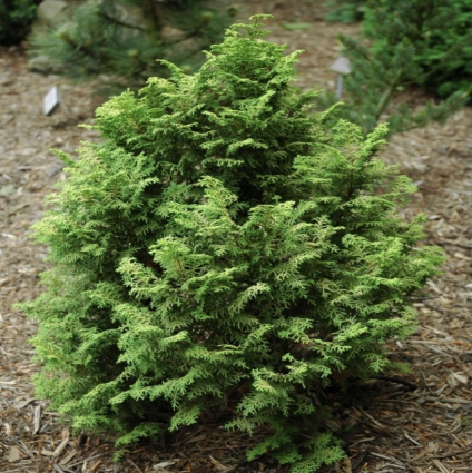 Melody Falsecypress 6-7G