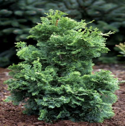 Split Rock Hinoki Falsecypress 30"
