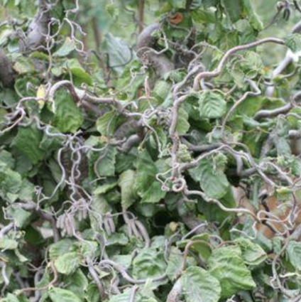 Contorta Corylus 7G