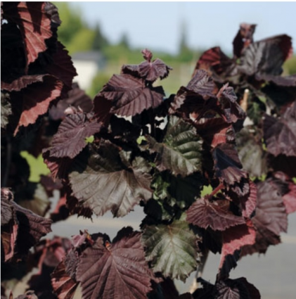 Red Dragon Corylus Standard 10G