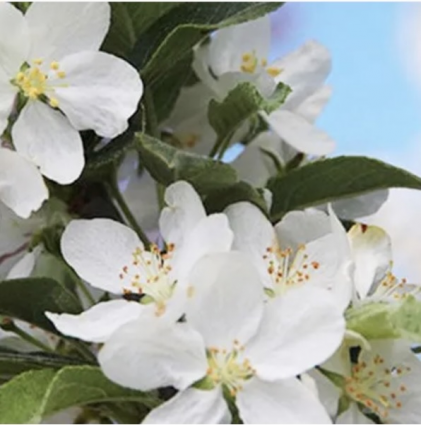 Ivory Spear Crabapple 15G