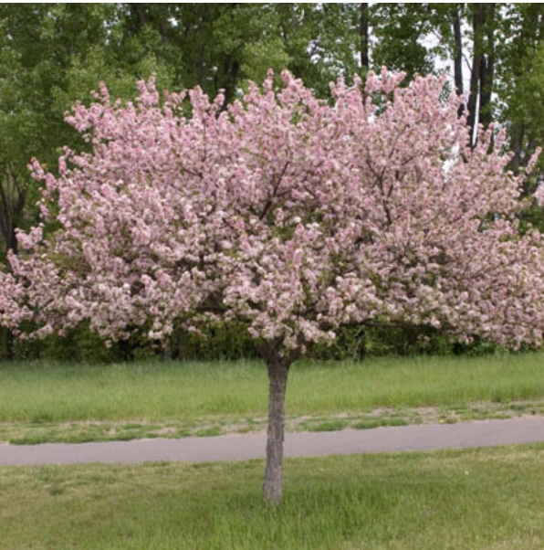 Coralburst Crabapple 15G