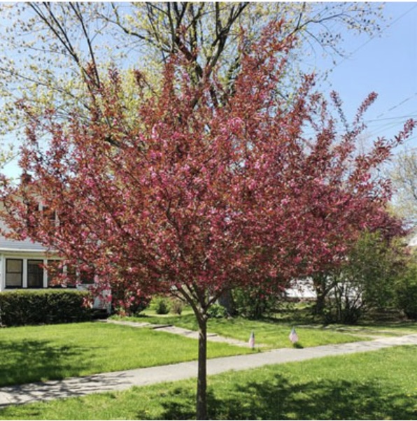 Showtime Crabapple 15G