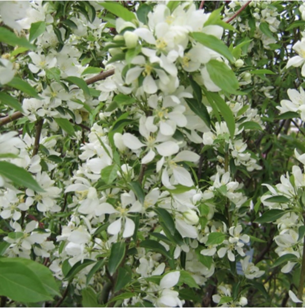 Spring Snow Crabapple 5G