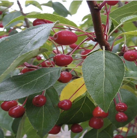 Starlite Crabapple 15G