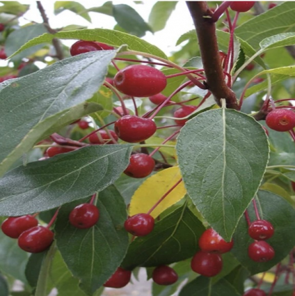 Starlite Crabapple 15G