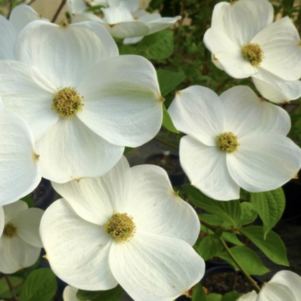 Eddie�s White Wonder Dogwood 6'