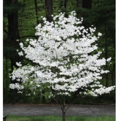 Cloud Nine Dogwood 1.5"