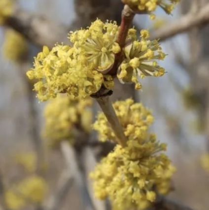 Golden Glory Dogwood 7G