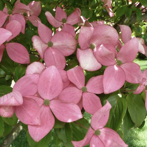 Rosy Teacups Dogwood 6'