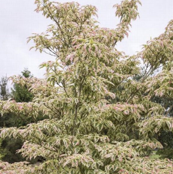 Summer Fun Kousa Dogwood 4'