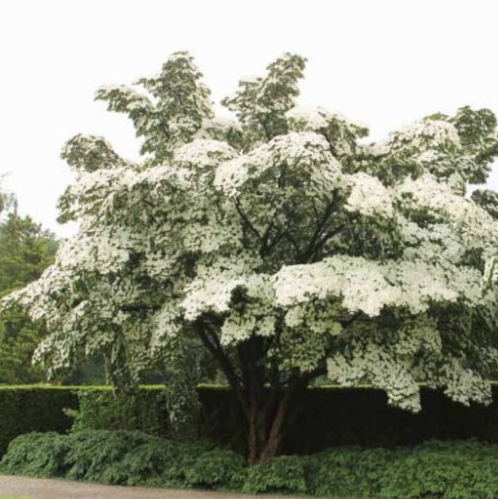 Milky Way Kousa Dogwood 7G