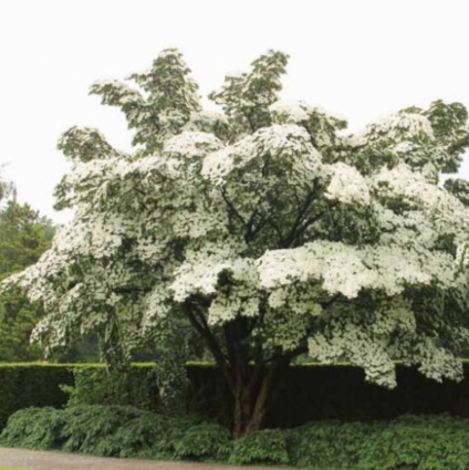 Milky Way Kousa Dogwood 7G