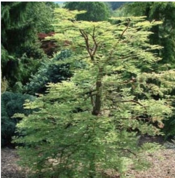 Miss Grace Dawn Redwood 6-7G