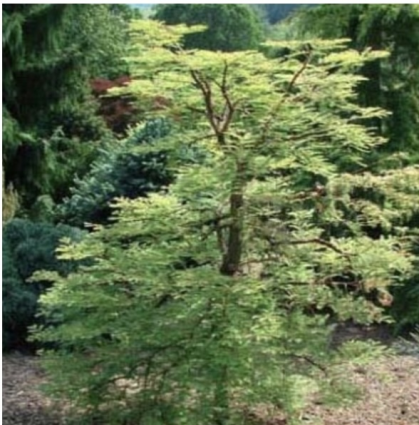 Miss Grace Dawn Redwood 6-7G