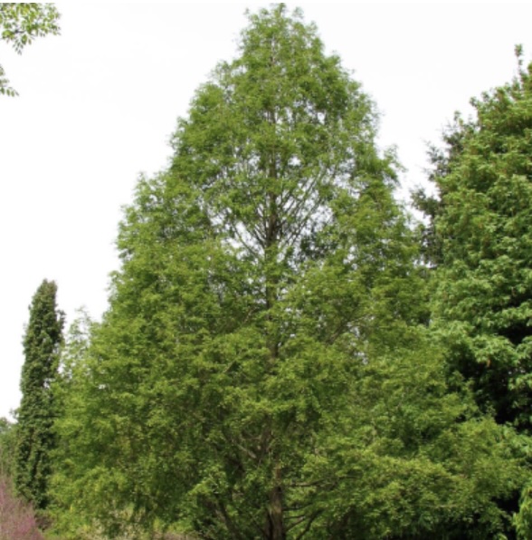 Dawn Redwood 15G