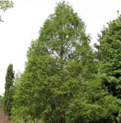 Dawn Redwood 15G