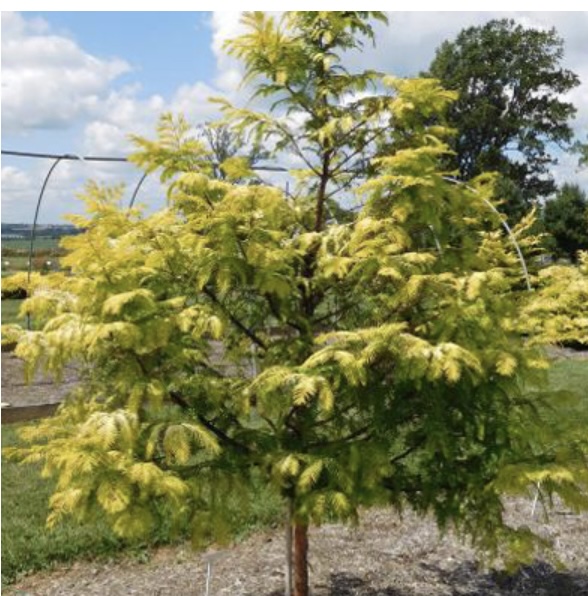 Amber Glow Dawn Redwood 10G