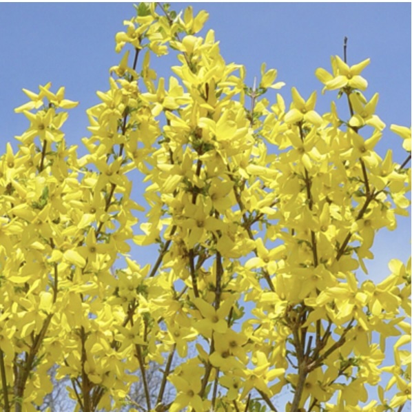 Lynwood Gold Forsythia 3-5G