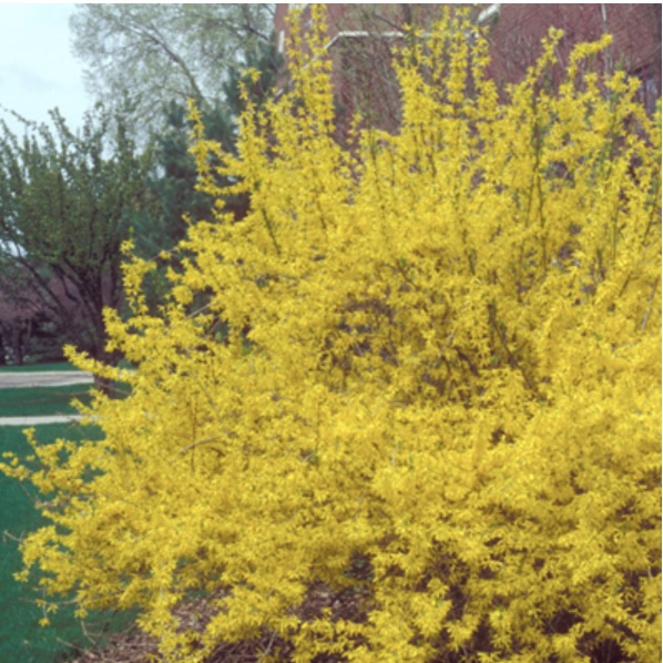 Northern Gold Forsythia 3-5G