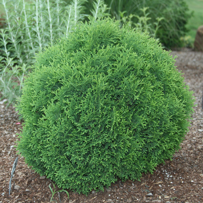 Departments - Arborvitae, Hetz Midget 3-5 Gal