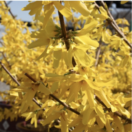 Showy Border Forsythia 3-5G