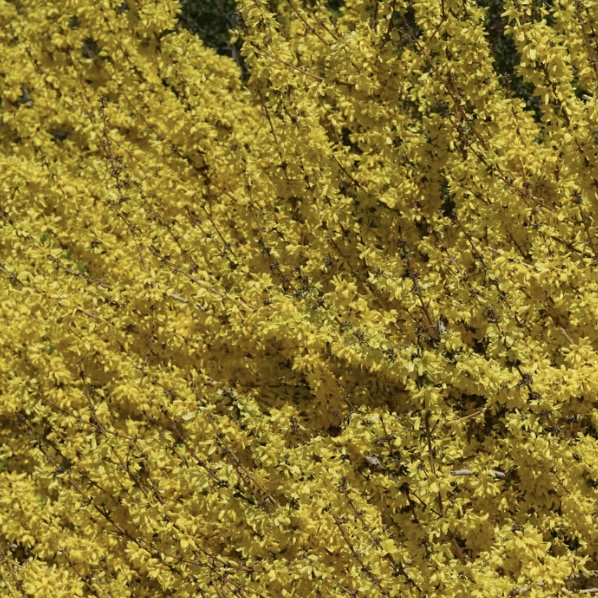 Show Off Starlet Forsythia 2G