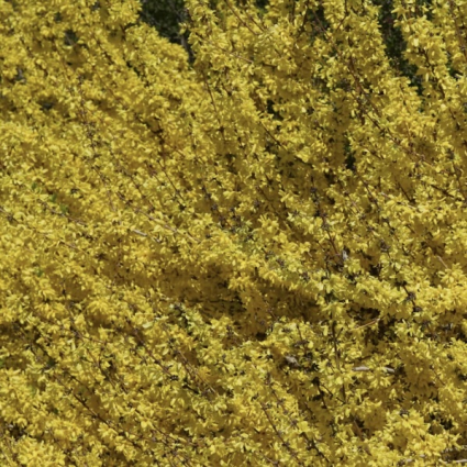 Show Off Starlet Forsythia 2G