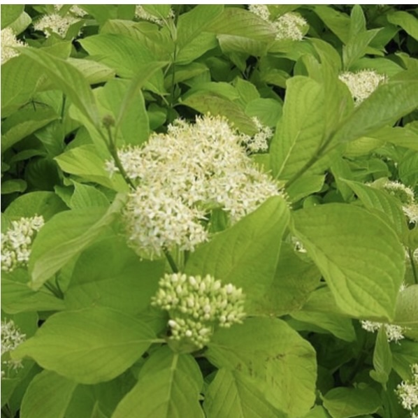 Garden Glow Dogwood 7G