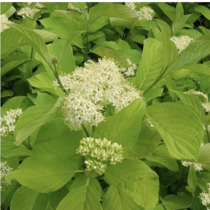 Garden Glow Dogwood 7G