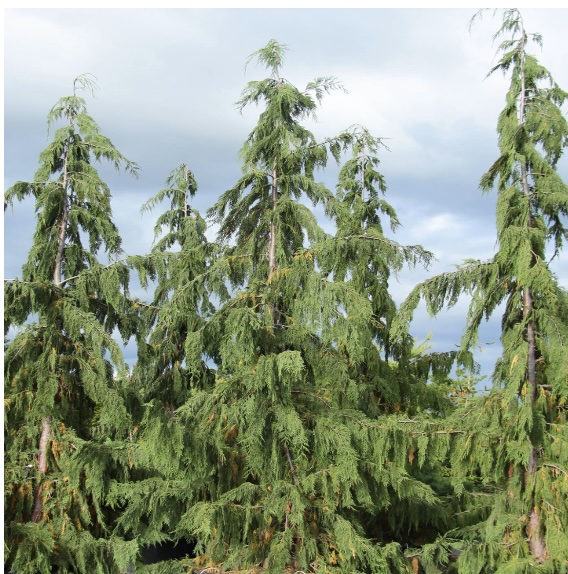 Weeping Alaskan Falsecypress 6-7G