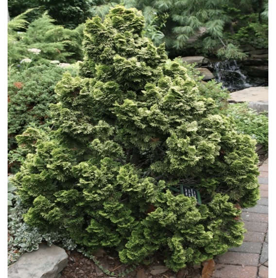 Nana Gracilis Falsecypress Standard 12"