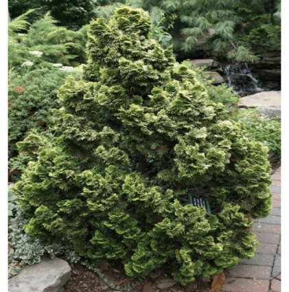 Nana Gracilis Falsecypress Standard 12"