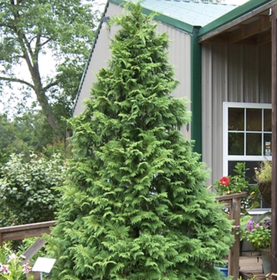 Soft Serve Falsecypress 2G