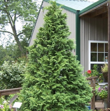 Soft Serve Falsecypress 2G