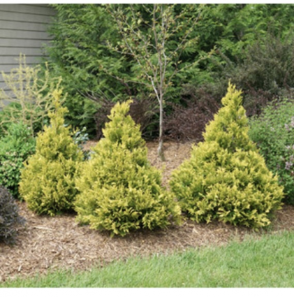 Soft Serve Gold Falsecypress 2G