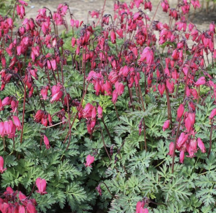 Amore Rose Bleeding Heart 1G